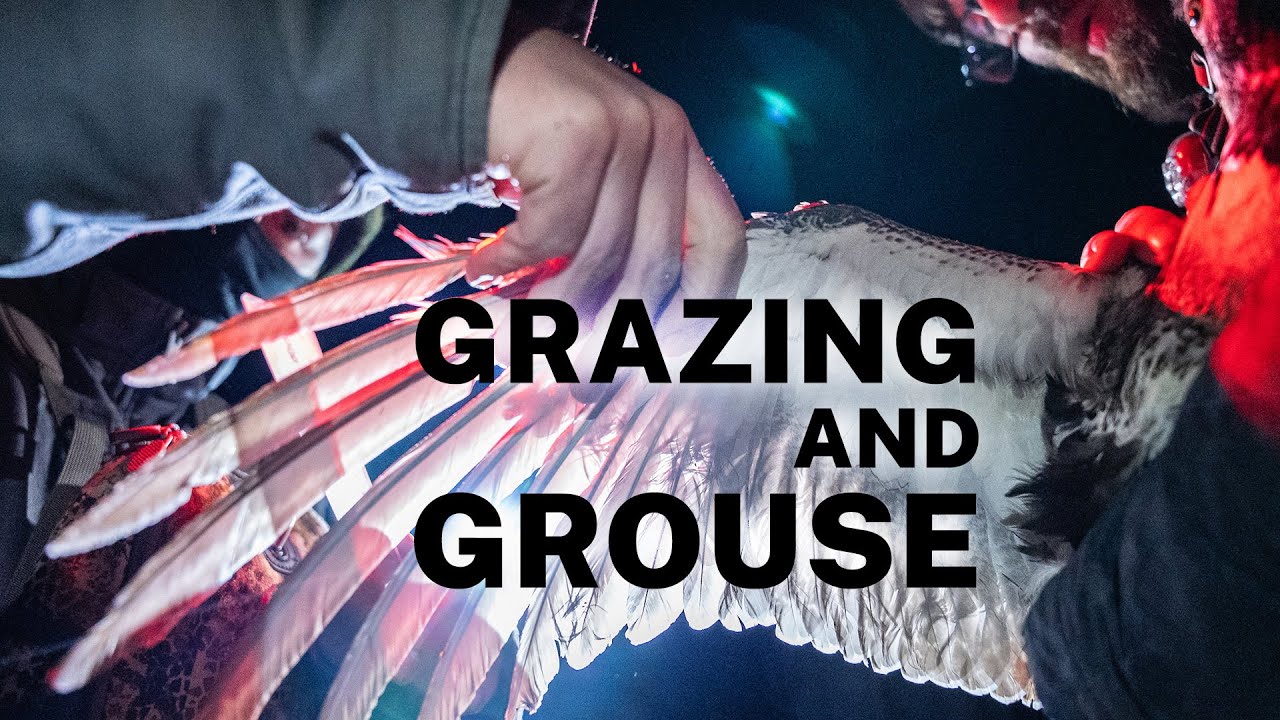 Ten-Year Study on Grazing Cattle Near Nesting Sage Grouse