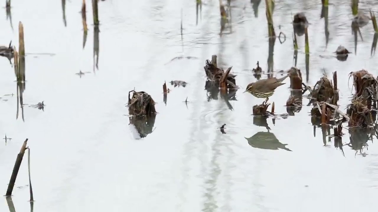 Northern Waterthrush, Heybridge, Essex, 11th January 2024