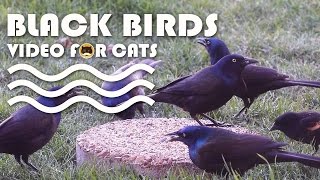 Birds Video For Cats To Watch - Common Grackle And Red - Winged Blackbird.