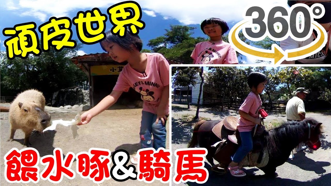 360度體驗-南台灣最大野生動物園🌳台南頑皮世界❤長頸鹿&騎馬🐴餵食水豚君VR全景。
