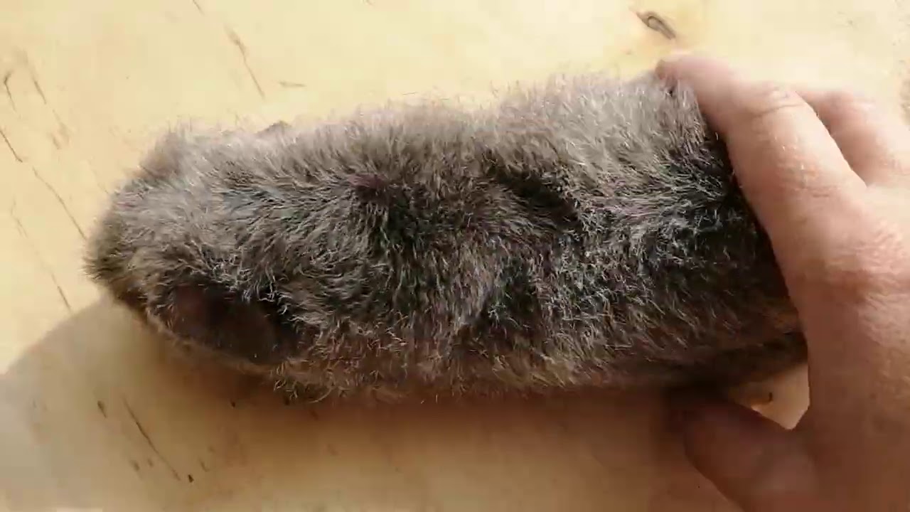 Морская свинка рекс - YouTube