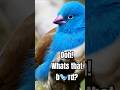 Breed Blue Caps. #birds  #vibrantbirds #birdingparadise