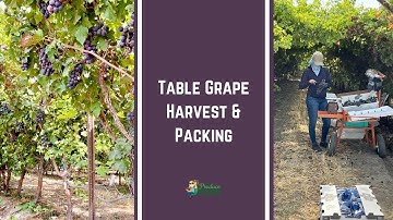 Table Grape Harvest & Packing (In California)