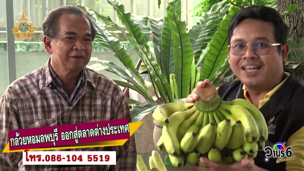กล้วยหอมลพบุรี ออกสู่ตลาดต่างประเทศ #วานร VIP