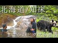 【衝撃】野生ヒグマと至近距離で遭遇！！世界自然遺産の秘湯へ。/北海道・知床