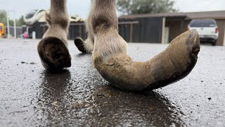 SEVERELY Neglected Hooves. Poor Little Guy!