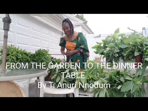 FARM TO THE TABLE: Igbo Agro -  FARM TO THE TABLE: Igbo Agro-Cultural Education - RARE  TROPICAL  VEGETABLES IN THE WINTER CLIMATE