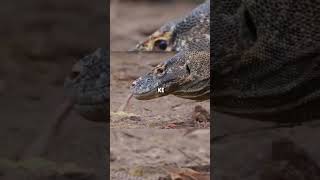 Fakta Unik Komodo