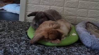 Bunnies lovers and Bunnies friends morning TIME F&N