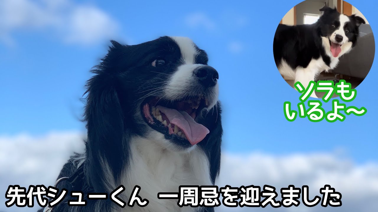 先代が虹の橋を渡って1年経ちました😌 ～ソラの日常を添えて