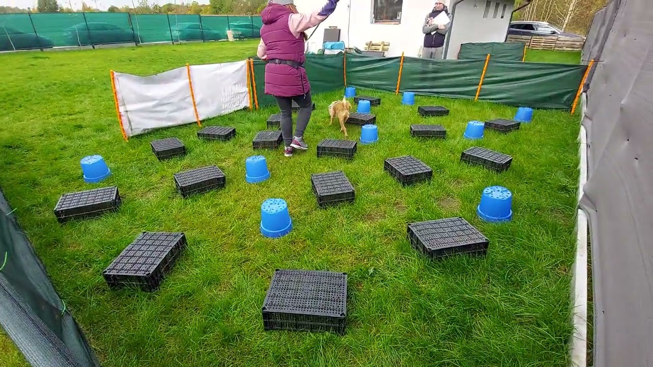 Turniej Nosework 2023, 6/6, Ring 2, Inez i Pluto