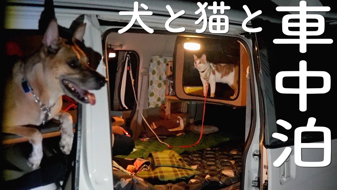 車中泊 屋久島 鹿児島 フェリーに乗って車中泊旅 Diyした軽自動車で猫と犬と一緒に車中泊とキャンプの旅 Youtube