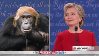 Trump Chimp Debates - Shimmy