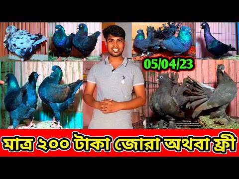 মাত্র ২০০ টাকা জোরা অথবা ফ্রী কবুতর নিতে পারবেন বাদশা ভাই থেকে | সঠিক দামে কবুতর কিনুন