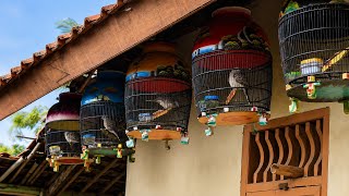 FOR SALE! A LUXURY COLLECTION OF LOCAL KATURANGGAN DOVE, GENUINE NATURAL CAPTURE
