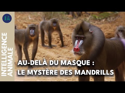 Vidéo: Le mandrill est-il un oiseau ?