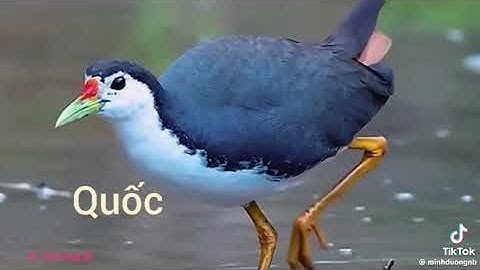 Tiếng chim 🐦 hót remix. Nguồn video:tiktok