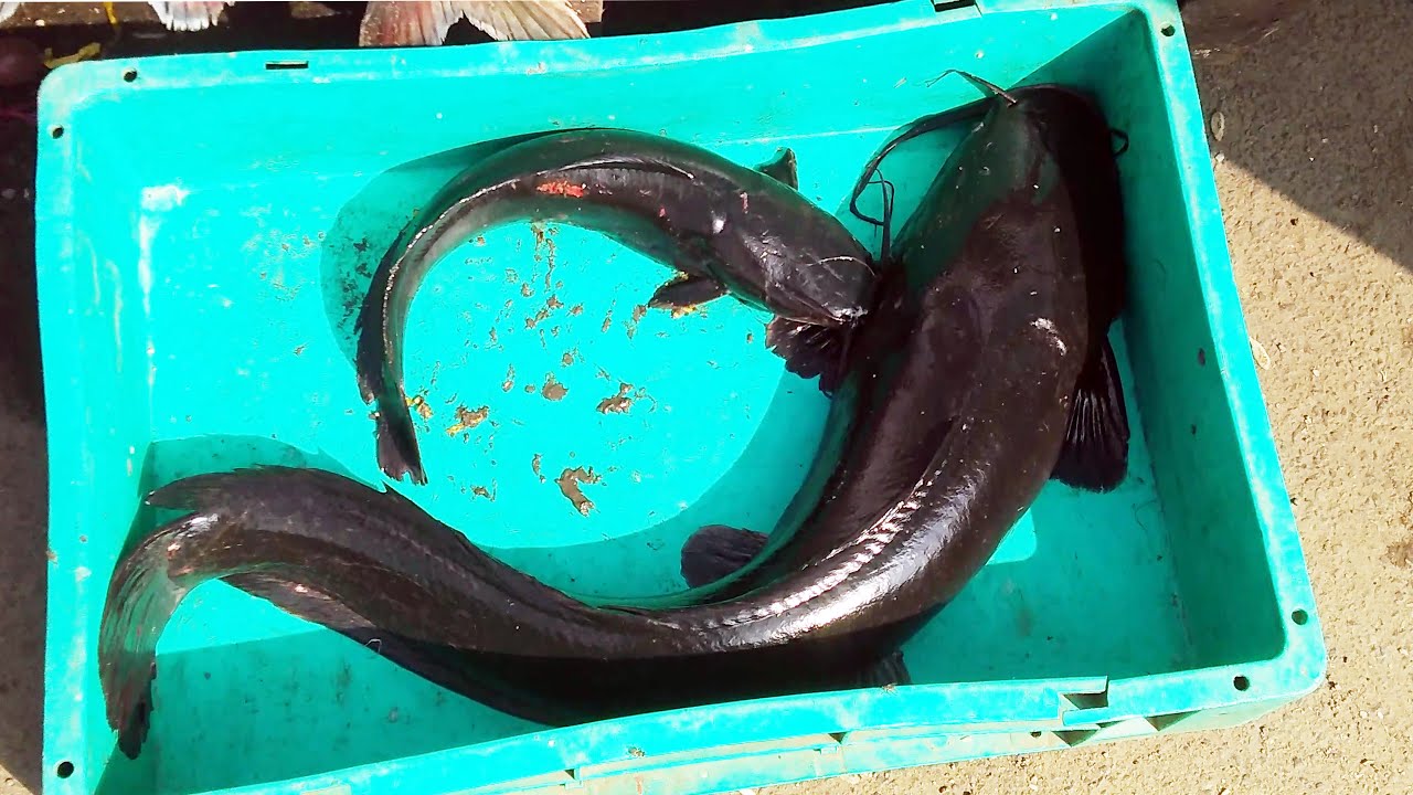 Alive Theli fish (cat fish) Cutting and Slicing in Indian Fish Market