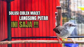 CIBLEK SEMI GACOR AMPUH UNTUK PANCINGAN CIBLEK BAHAN DAN MASTERAN CIBLEK MACET SEKETIKA NYAUT
