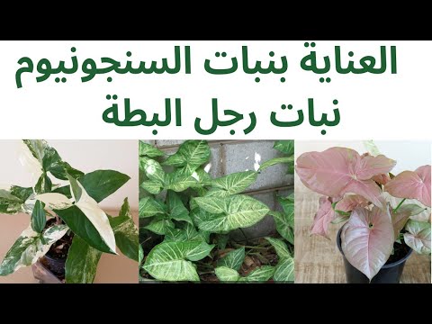 العناية بنبات السنجونيوم أو رجل البطة   