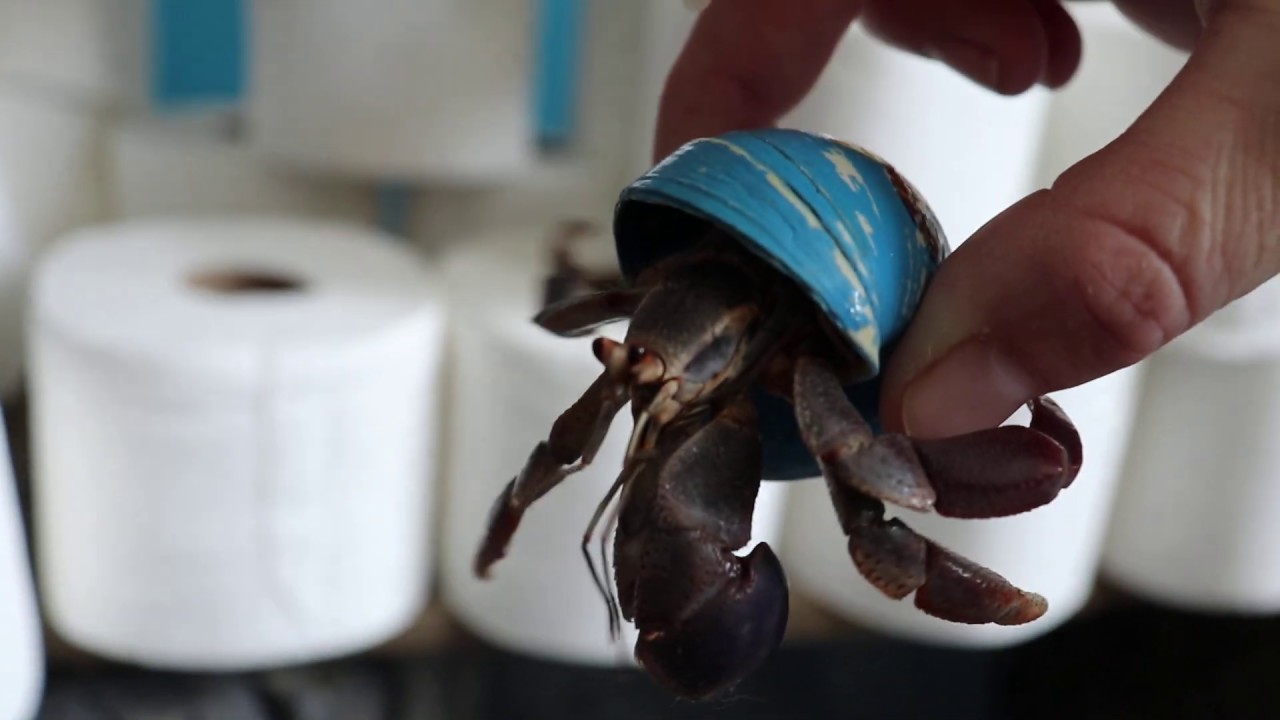 Quarantine: Confused Hermit crabs coming out of their shells - YouTube