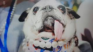 Jinny Lu, a  6yr old pug, won 1st place at the 50th annual World's Ugliest Dog Contest in California