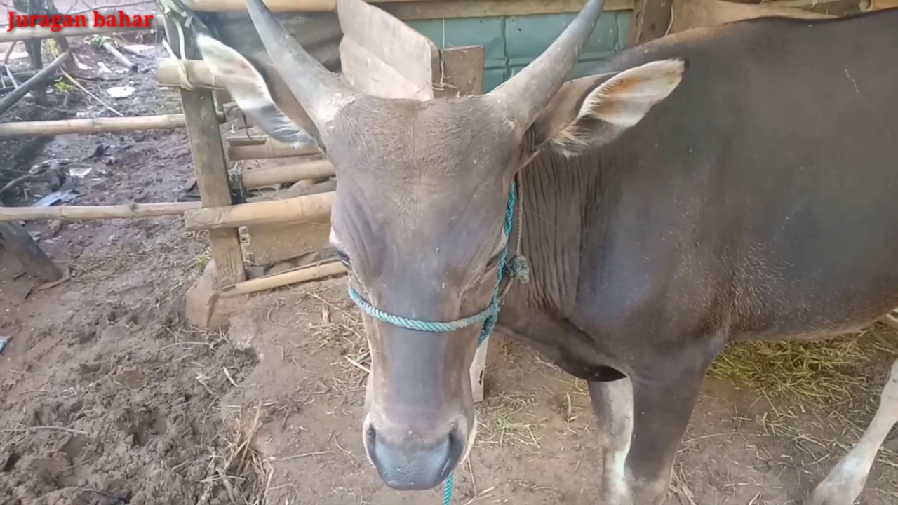 Sapi berkulit Hitam Dan Bertanduk Panjang - YouTube