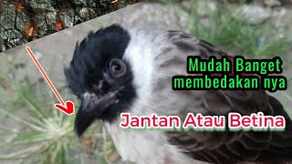 Cara membedakan Kutilang jantan dan Kutilang betina