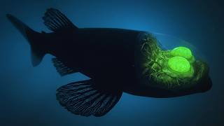 Nothing About The Ocean’s Midnight Zone Is Scientifically Normal