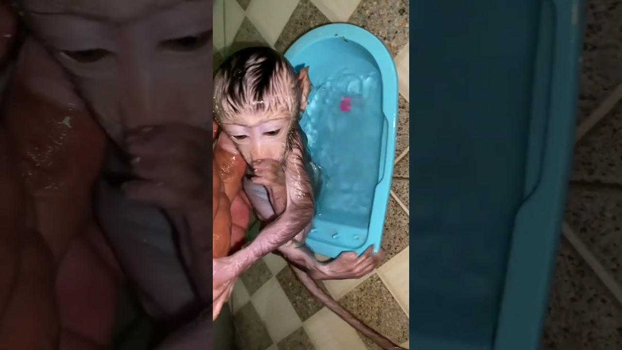 NEWBORN MONKEY BATH 🛀 
