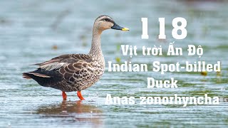 Vịt trời Ấn Độ - Indian Spot-billed Duck - Anas zonorhyncha | Birds of Vietnam 69