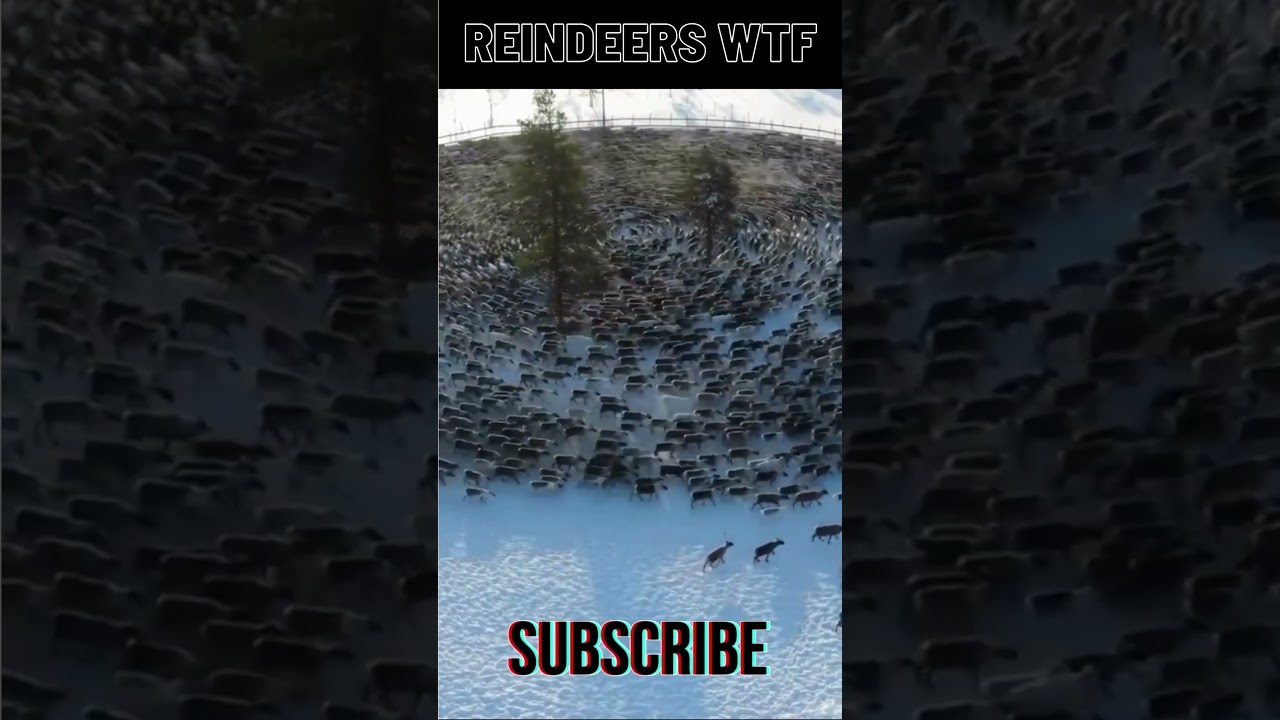 Reindeer Roundabout: WTF Is Going On? 