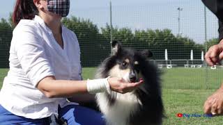 Raduno nazionale SIC, Collie by Dog Show Video 611 views 2 years ago 20 minutes