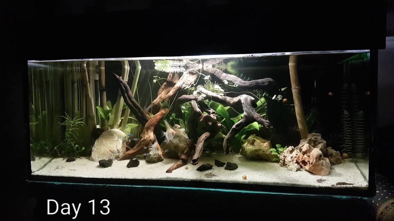 Amazon aquascape planted aquarium Day 13 YouTube