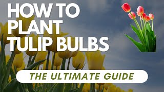 How to Plant Tulip Bulbs: Expert Tips for Stunning Spring Blooms