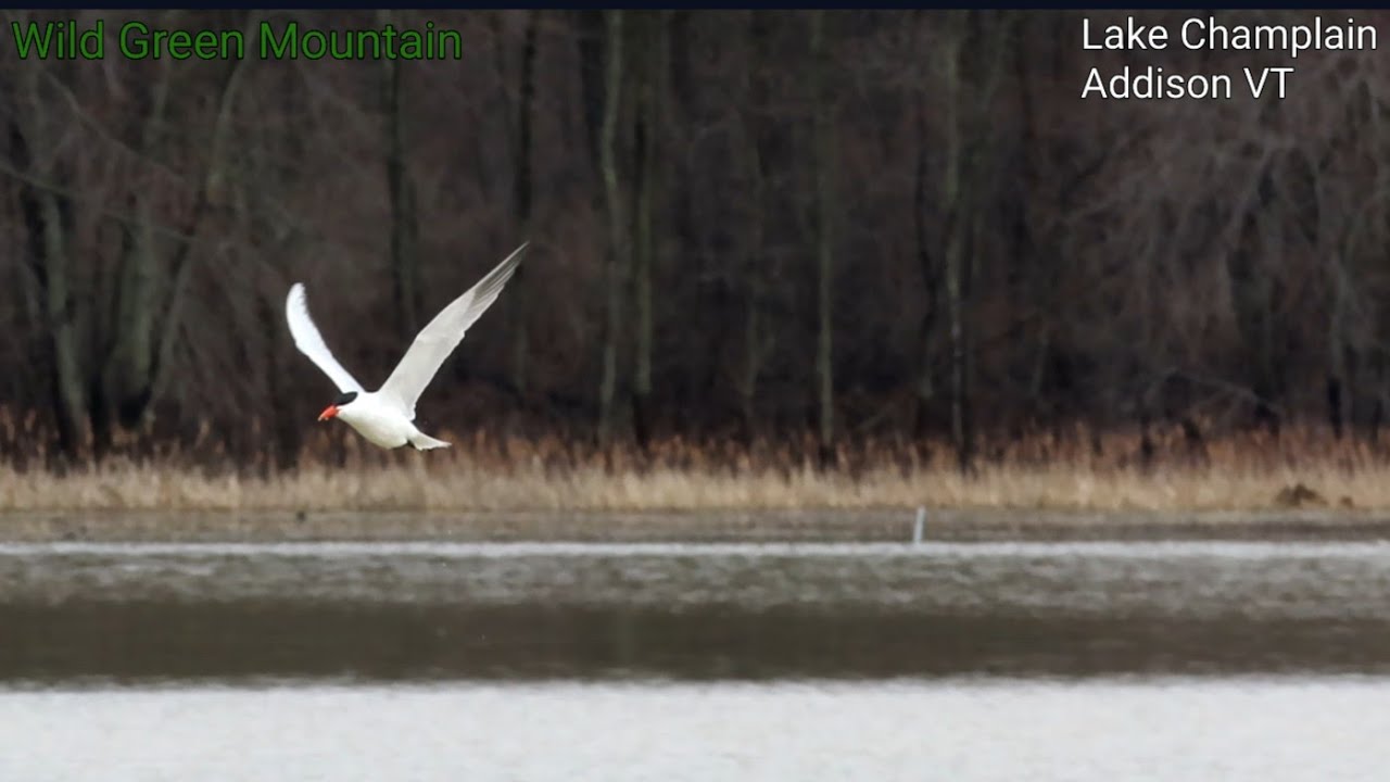 Caspian Tern Catching fish and Heron on Beaver Lodge - Lake Champlain VT April 2022