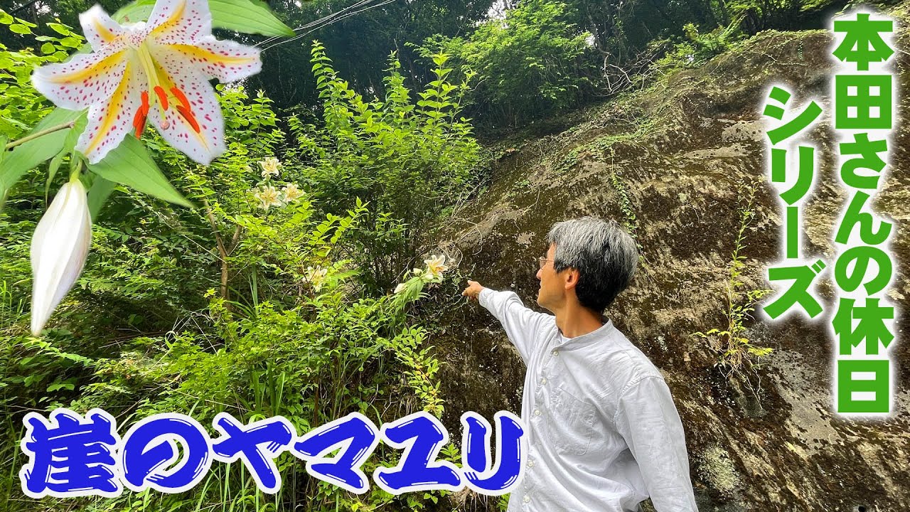 【本田さんの休日】日本固有種のヤマユリは間近で見るとけっこうグロテスクだった【ショクナナ植物研究所】