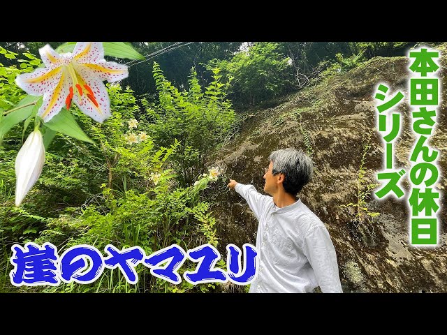 Honda's Day Off] Wild Japanese lily is quite grotesque looking