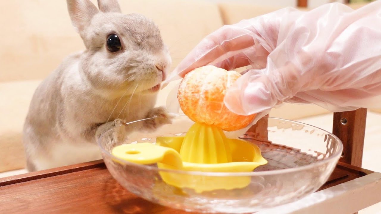 ミカンの生絞りジュースが作られていく工程をみて期待と興奮がおさまら