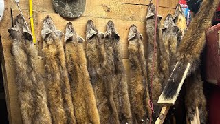 How I skin a MARTEN - End of Alaska winter