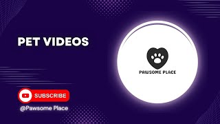 Dog Care Pawsome Place