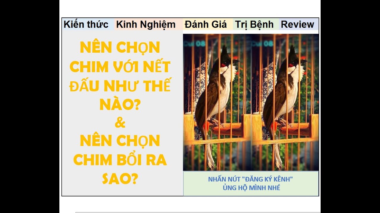Chọn chim với nết đấu thế nào, nên chọn chào mào Bổi ra sao?