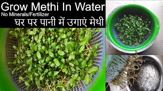 Grow Methi At Home| Grow Methi In Water | How to grow Methi At Home| Growing Methi Plant At Home