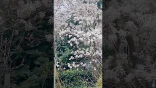 Cherry Blossom Toronto