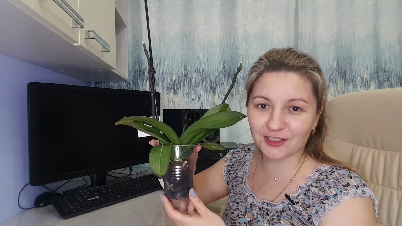 Такого вы ещё НЕ ВИДЕЛИ❤. Удивительное ВОССТАНОВЛЕНИЕ орхидеи за 40 дней в одном видео.Превикур