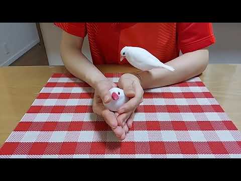 白文鳥 マロ ＃594 マロの場所にアカン奴おるよ 20210815