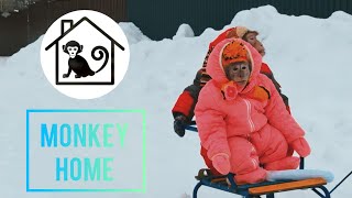КАК ОДЕТЬ ОБЕЗЬЯНУ ЗИМОЙ? 🧤💨 Ускоренный сбор и весёлые санки!