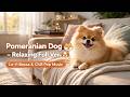 Pomeranian Dog – Relaxing Full Ver 🐶 | Lo-fi Bossa & Chill Pop Music