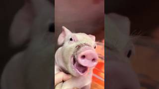 pig laughing and having the best time of her life #cute #pig #cutepig cutepig