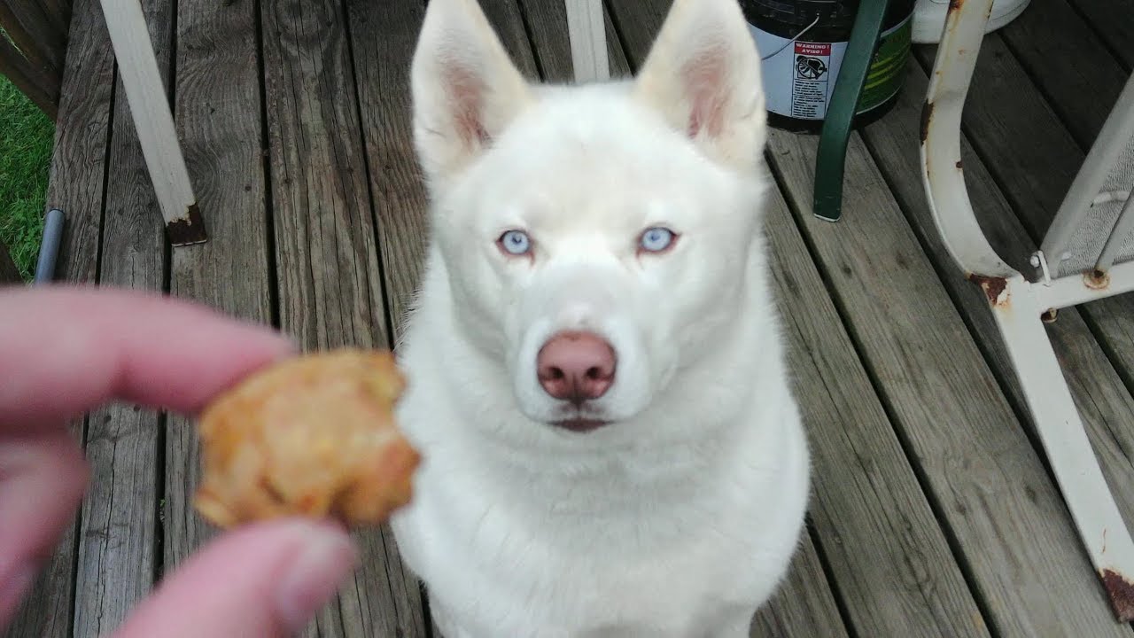 Peanut Butter Pretzels for Dogs YouTube